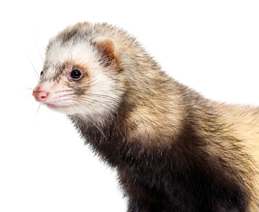 Scientists unveil first black-footed ferret clone | Borneo Bulletin Online