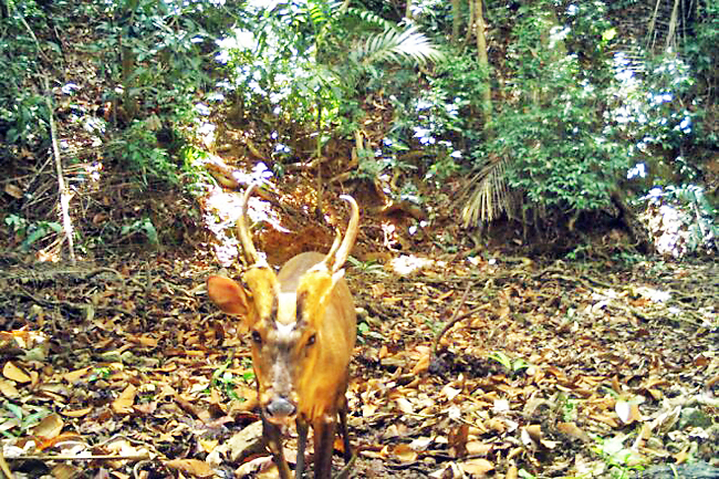 giant muntjac