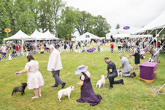 is the american bulldog legal in brunei