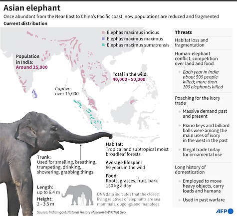 Rehabilitated Elephants Repel Four-legged Rampages 