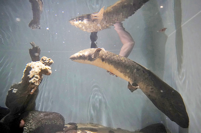 Meet Methuselah, the World's Oldest Living Aquarium Fish - The New York  Times