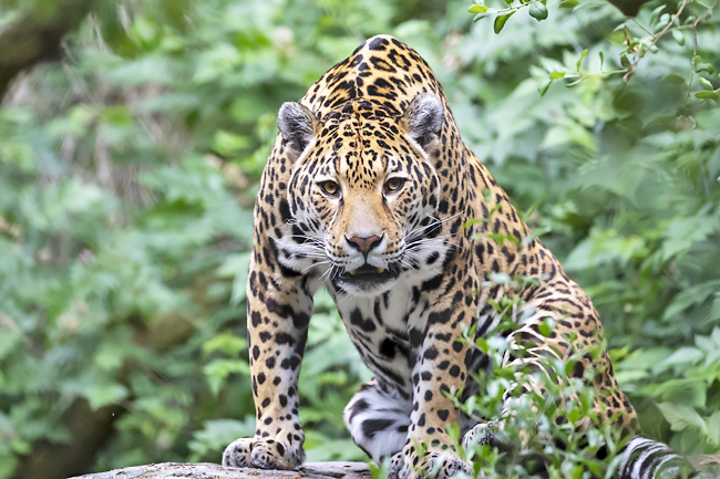 Jaguar released in Argentina to help endangered species | Borneo Bulletin  Online
