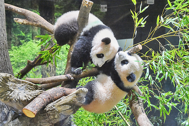 Twin panda cubs debut at Tokyo zoo | Borneo Bulletin Online