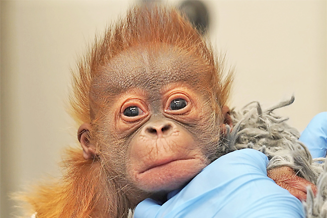 orangutan baby cute