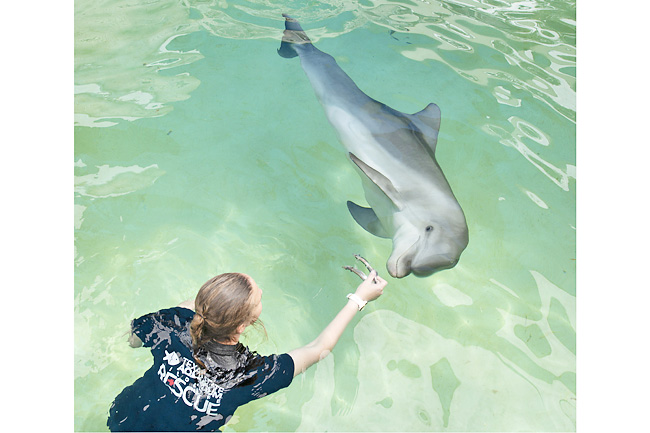 Rehabilitated dolphin arrives at Florida Keys facility