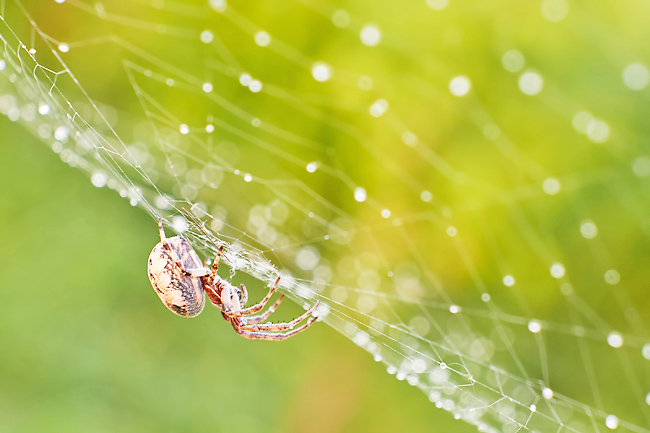 Number of spider species creeps up to 50,000