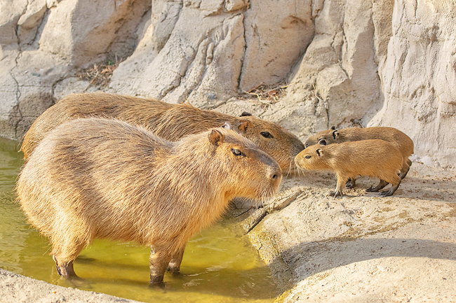 rio capybara scene｜TikTok Search