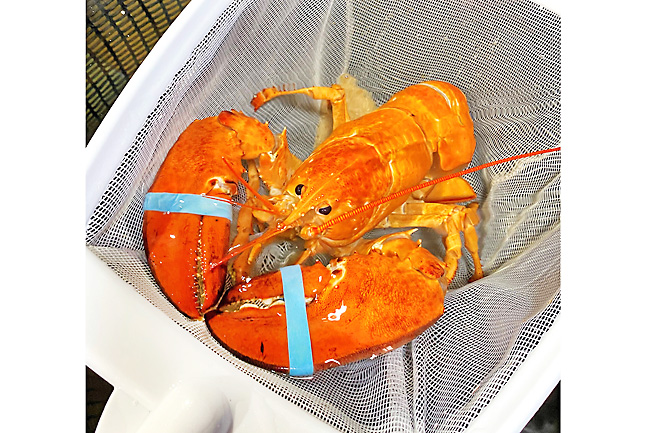 Red Lobster Rescues Rare Orange Lobster, Names It 'Cheddar