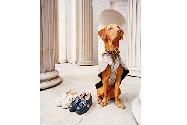 4 luxury brands to twin with your pampered pooch: from Louis