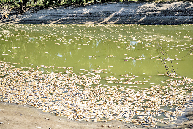 Millions Of Rotting Fish To Be Removed From Outback River | Borneo ...