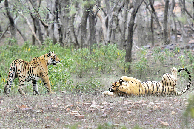 India’s tiger population rises above 3,000 | Borneo Bulletin Online