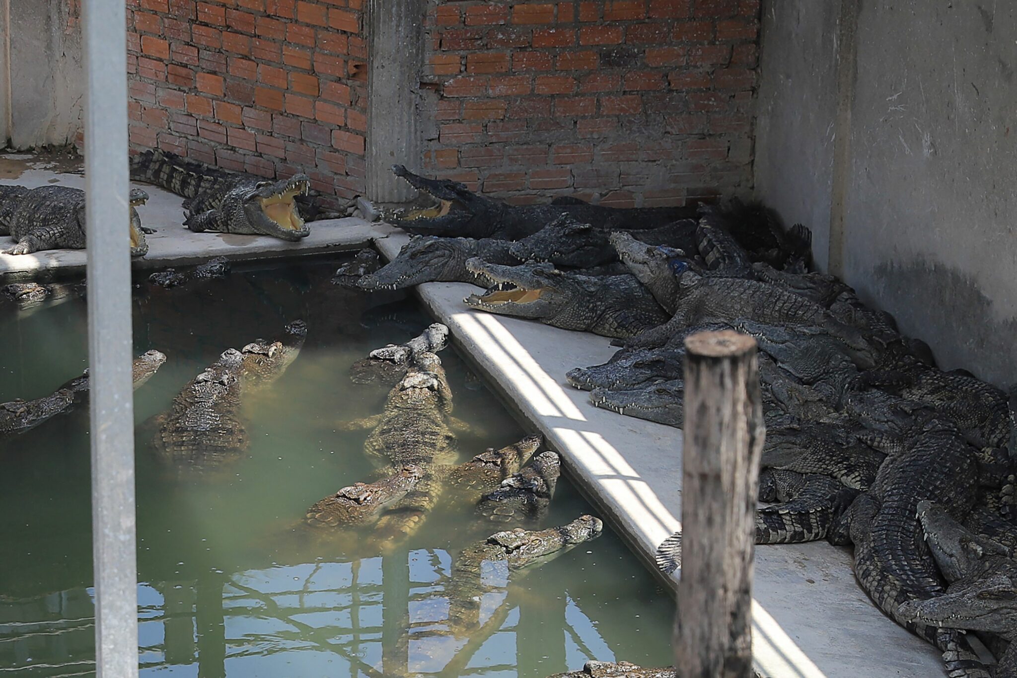 Cambodian killed by 40 crocodiles after falling in enclosure | Borneo ...