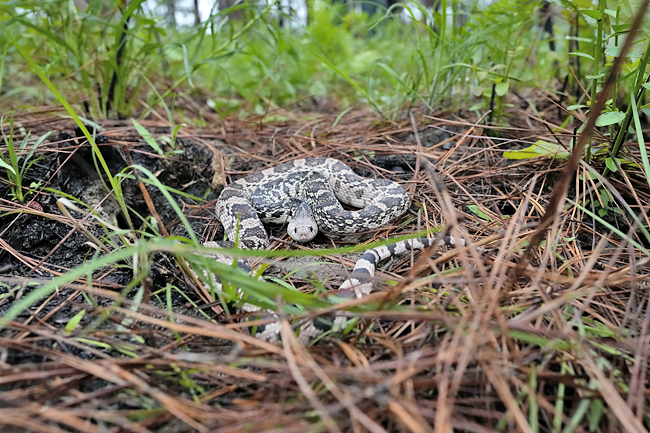 Memphis 'snake factory' transplants slither into their new home in