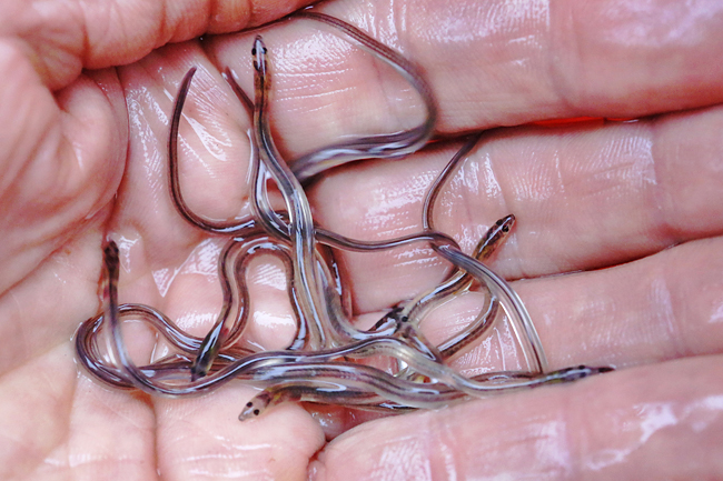 Baby eels remain one of America’s most valuable fish