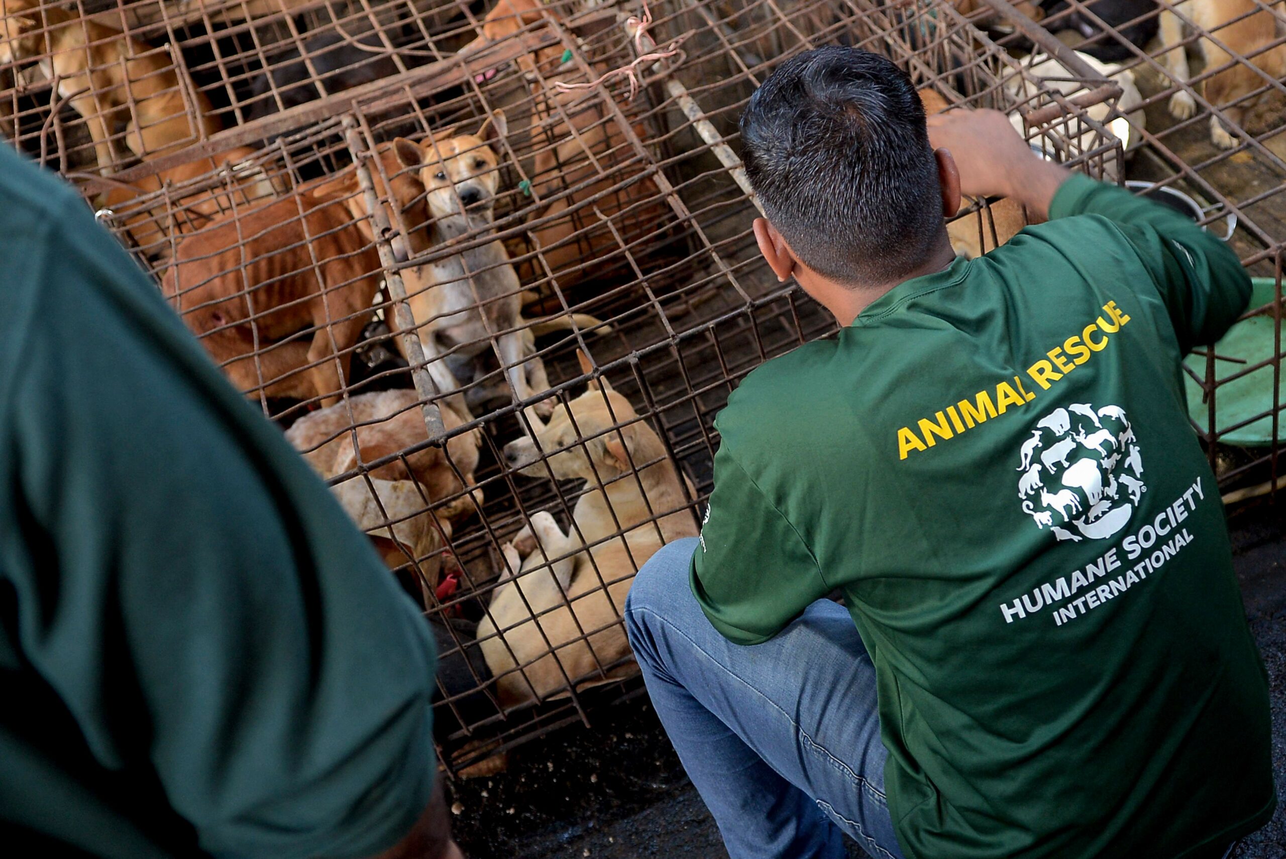 Stomach-churning images show the shocking truth about Indonesian snake  slaughterhouses, The Independent