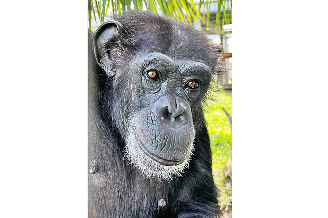 Vanilla the chimp sees open sky for the first time at 28 | Borneo