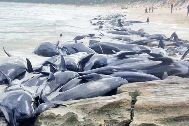 Scores Of Pilot Whales Stranded On Western Australian Beach | Borneo ...