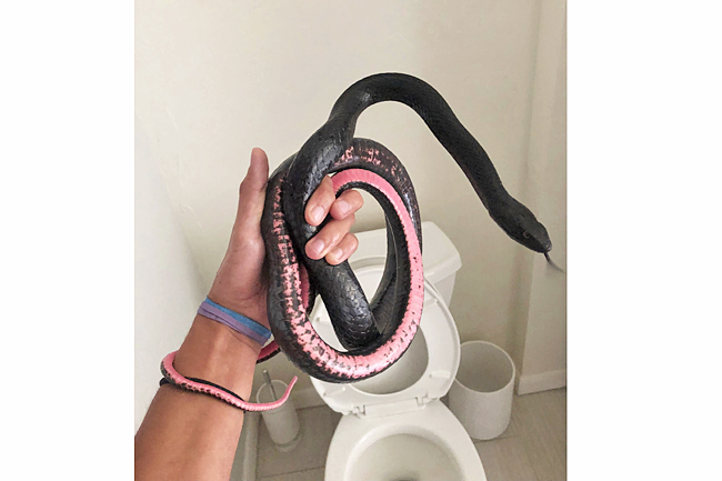 Surprise! Rattlesnake in a toilet