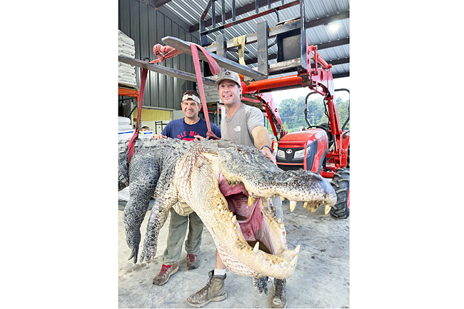 Longest Alligator In Mississippi History Captured By Hunters Borneo   Page 18 A PHOTO AP 13092023 