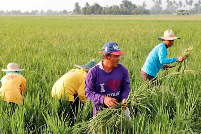 Bayer to introduce its direct-seeded rice system in the Philippines ...