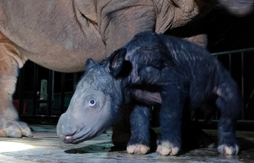 Critically endangered Sumatran rhino born in Indonesia | Borneo