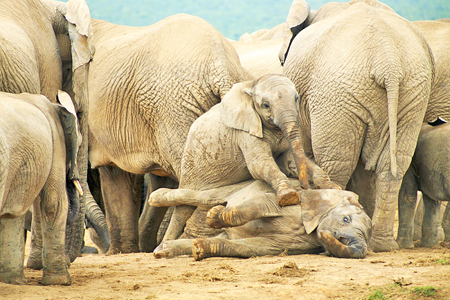 Double joy': Rare elephant twins born in Kenya's Samburu National