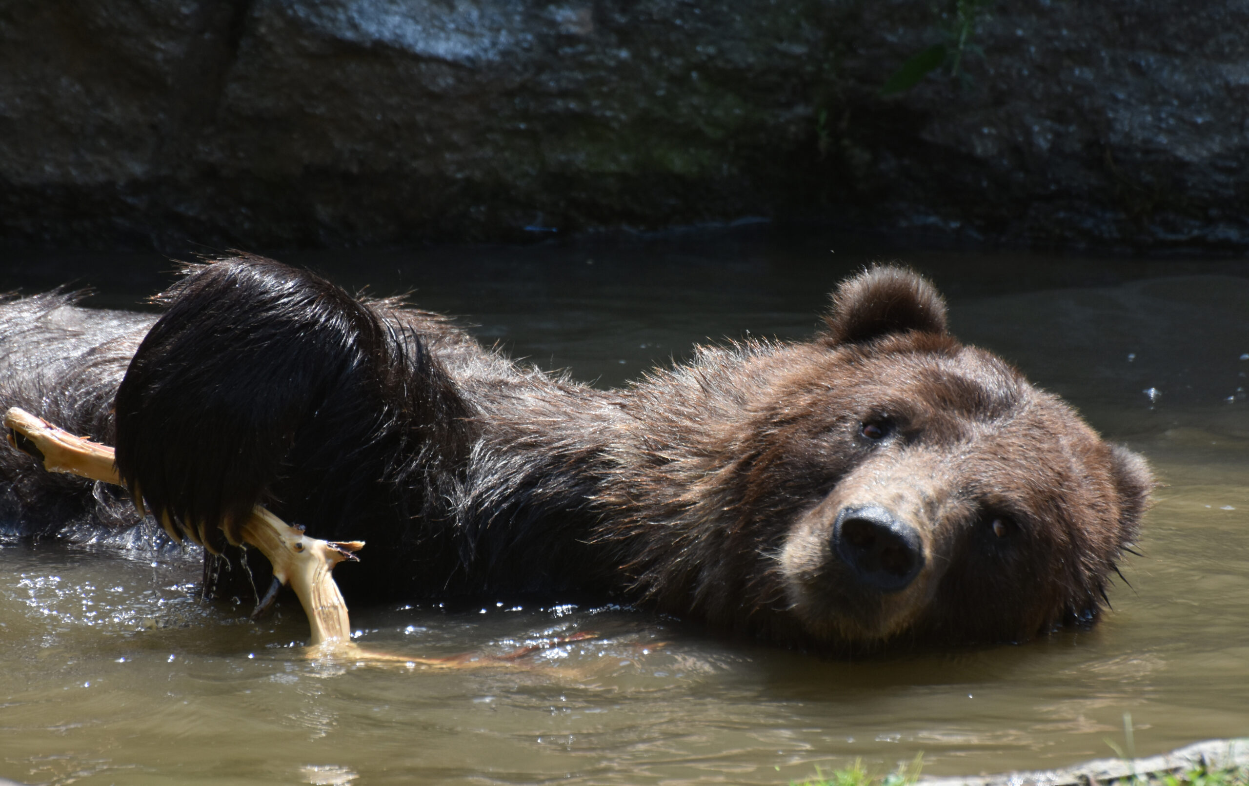 Bear Attacks Increasing In Japan | Borneo Bulletin Online