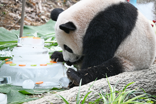 Singapore bids farewell to China-bound panda cub | Borneo Bulletin Online