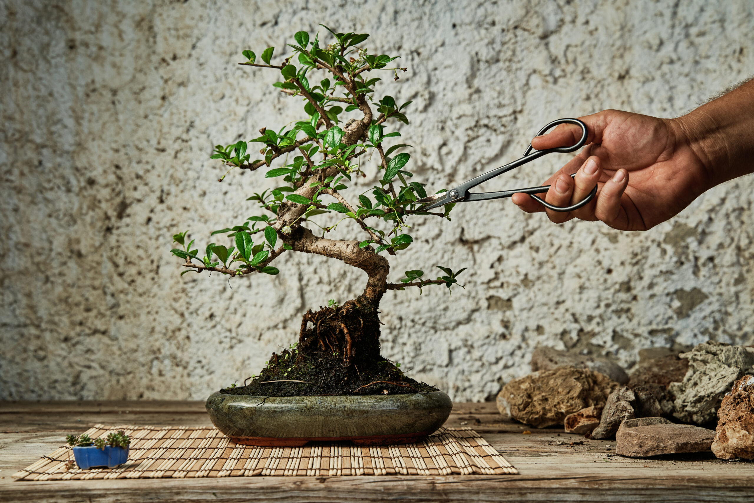 Zen > WabiSabi < Zen  Bonsai ficus, Bonsai art, Bonsai tree