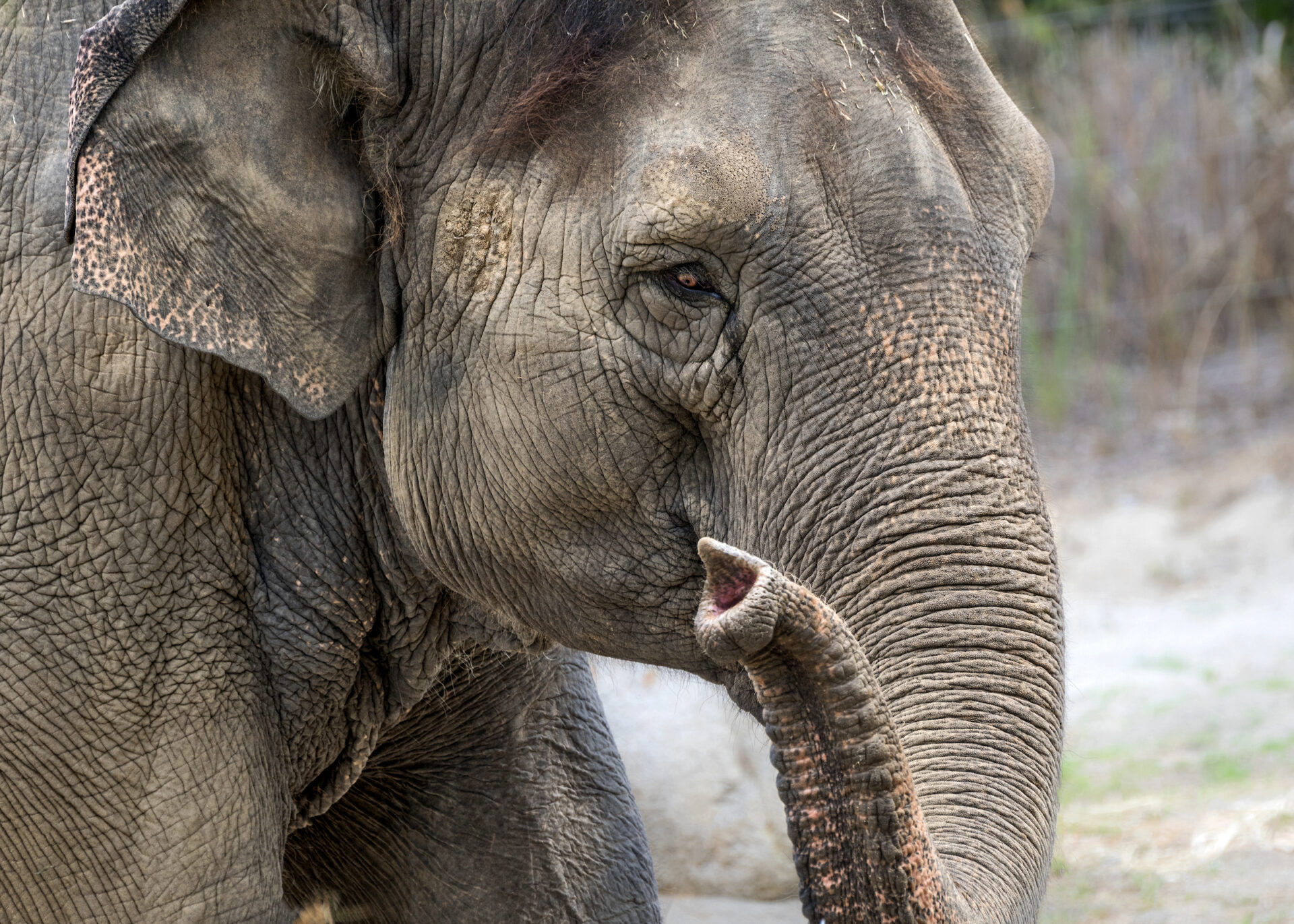 LA Zoo bids adieu to ailing elephant | Borneo Bulletin Online