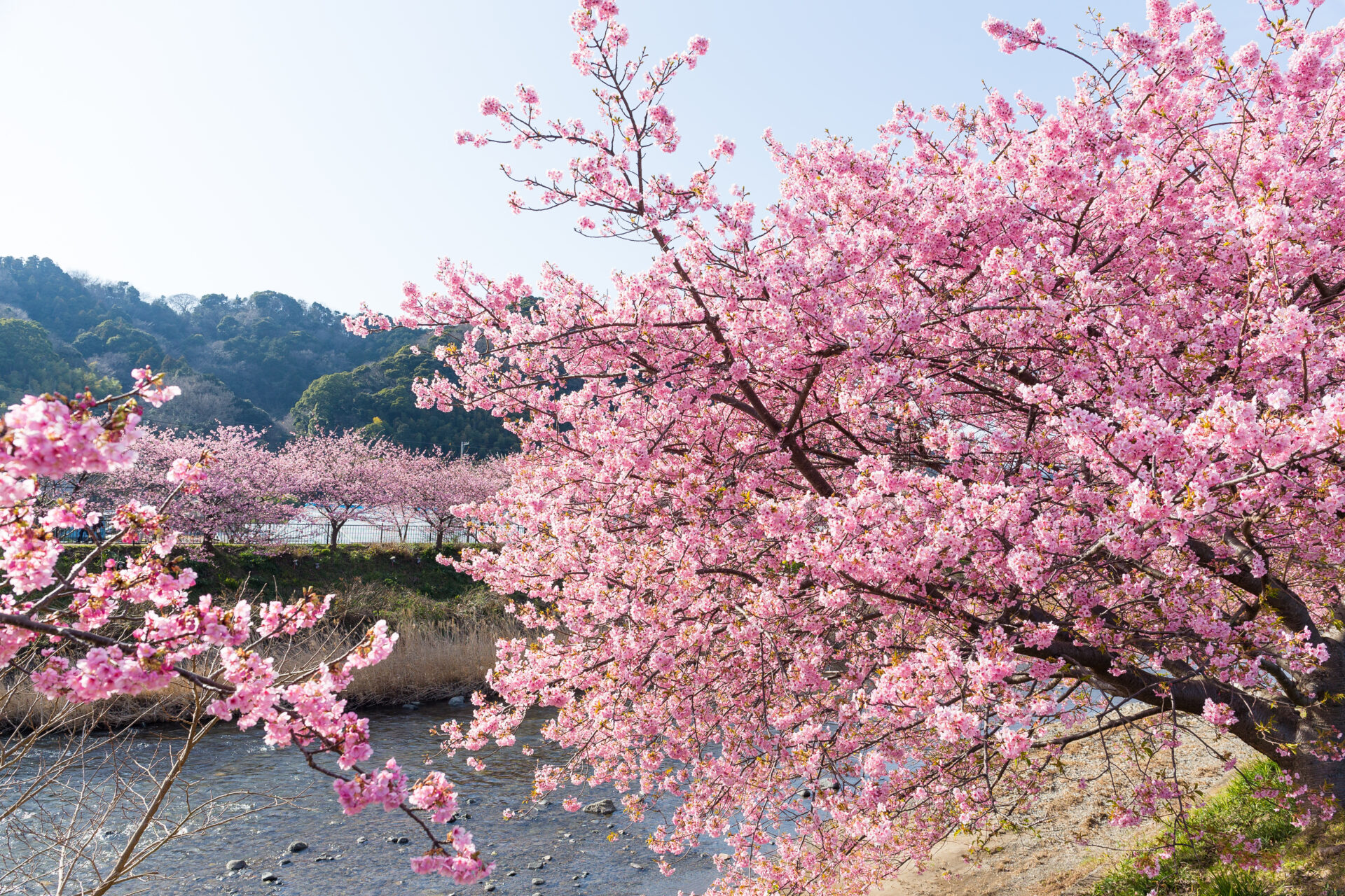 Ready For A Petal Party Japan Releases 2024 Sakura Season Forecast   Sakura Flower And River 2023 11 27 05 21 58 Utc 1920x1280 