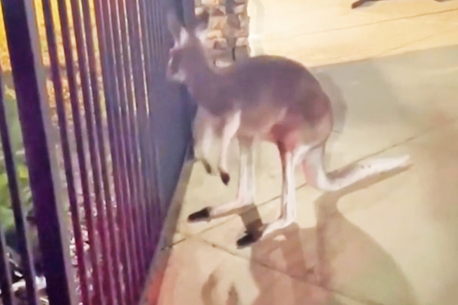 Sheriff’s Deputies Corral Wayward Kangaroo Near Pool At Florida 