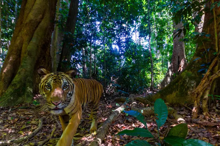 Bridge to Malayan tiger survival