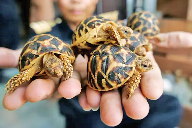 Man trying to smuggle 160 star tortoises to Malaysia held at Chennai ...